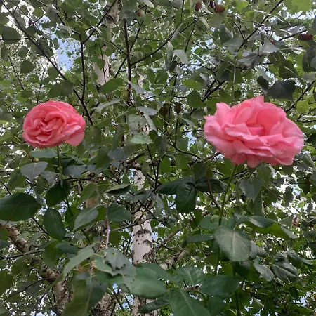 Rokia - Au Fil De L*eau Royat